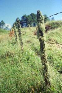 0246 cestou na Enco.jpg